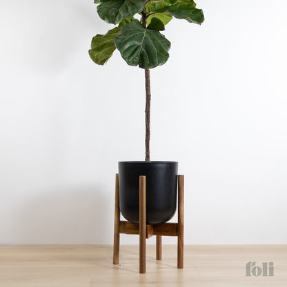 Fiddle Leaf Fig