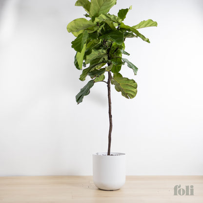 Fiddle Leaf Fig
