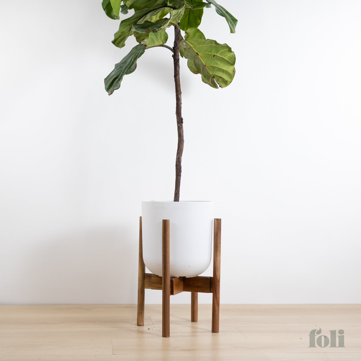 Fiddle Leaf Fig