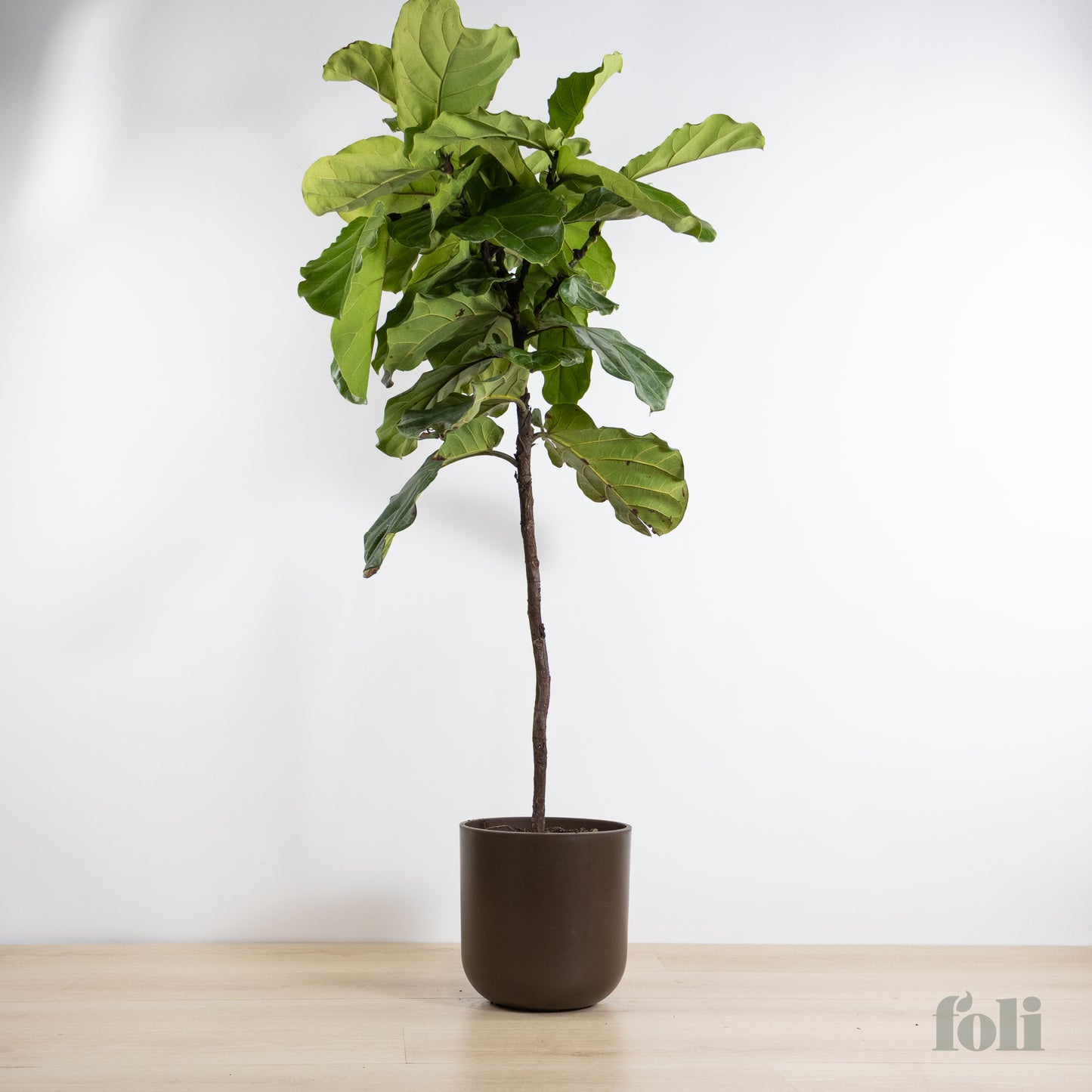 Fiddle Leaf Fig