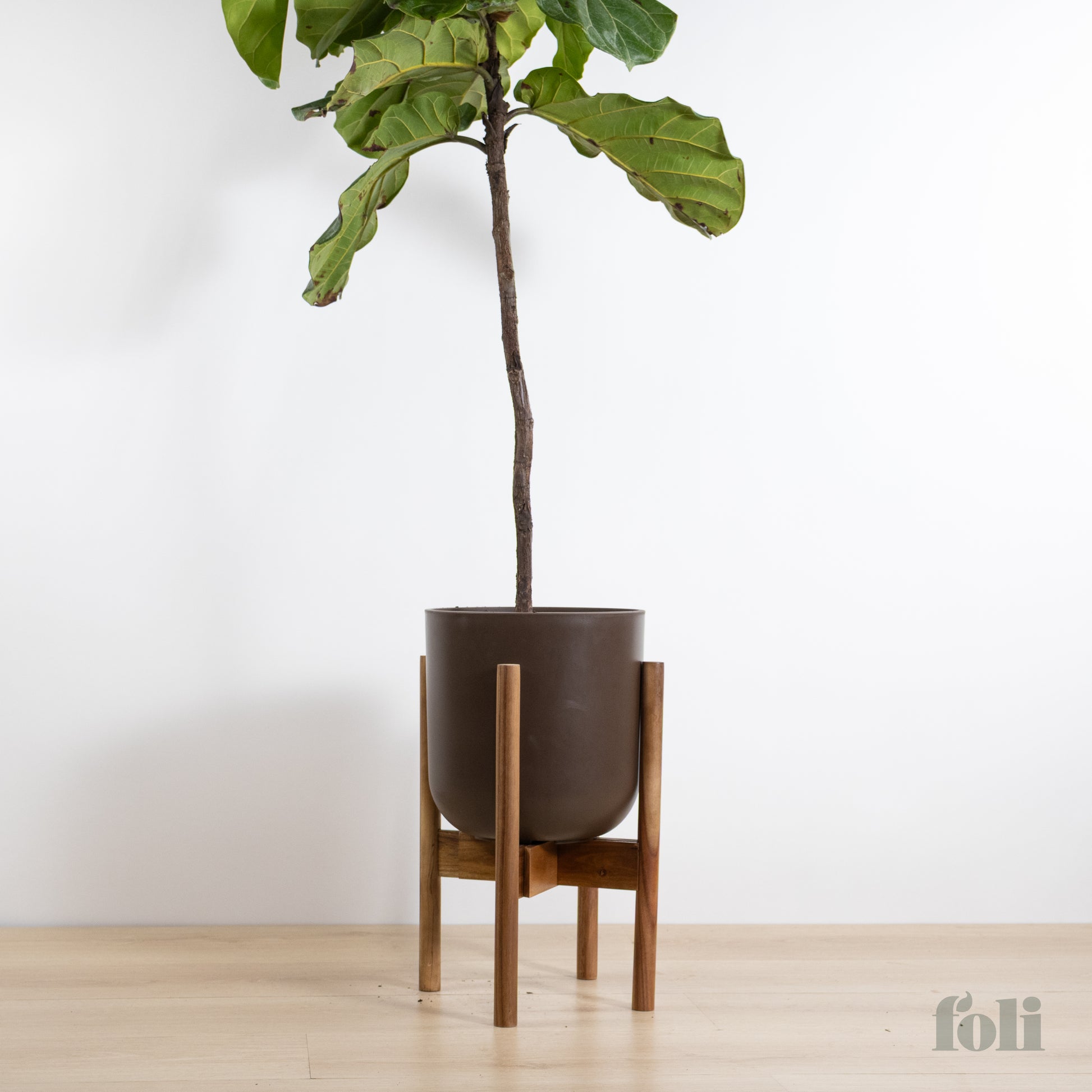 fiddle fig plant indoor Fiddle Leaf Fig – Foli