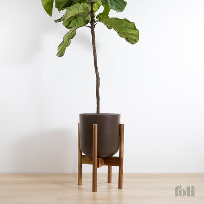 Fiddle Leaf Fig