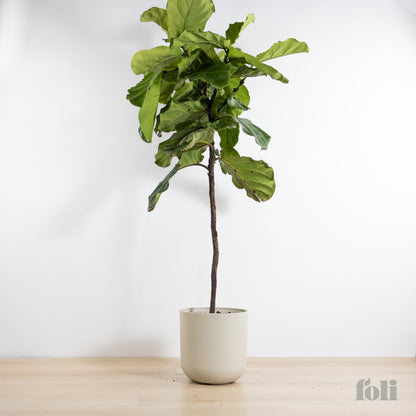 Fiddle Leaf Fig