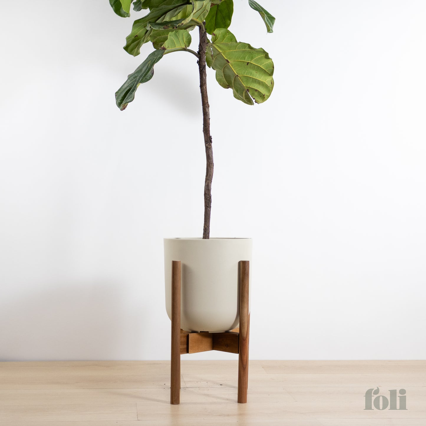 Fiddle Leaf Fig