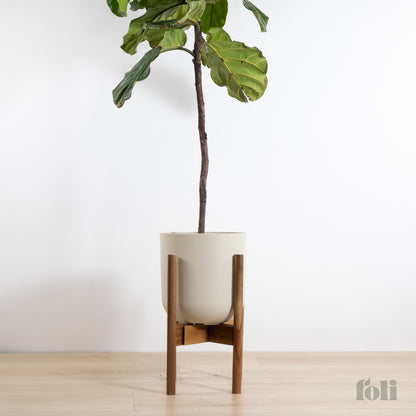 Fiddle Leaf Fig