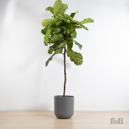 Fiddle Leaf Fig