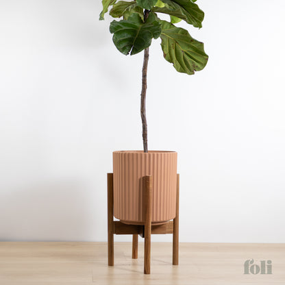 Fiddle Leaf Fig