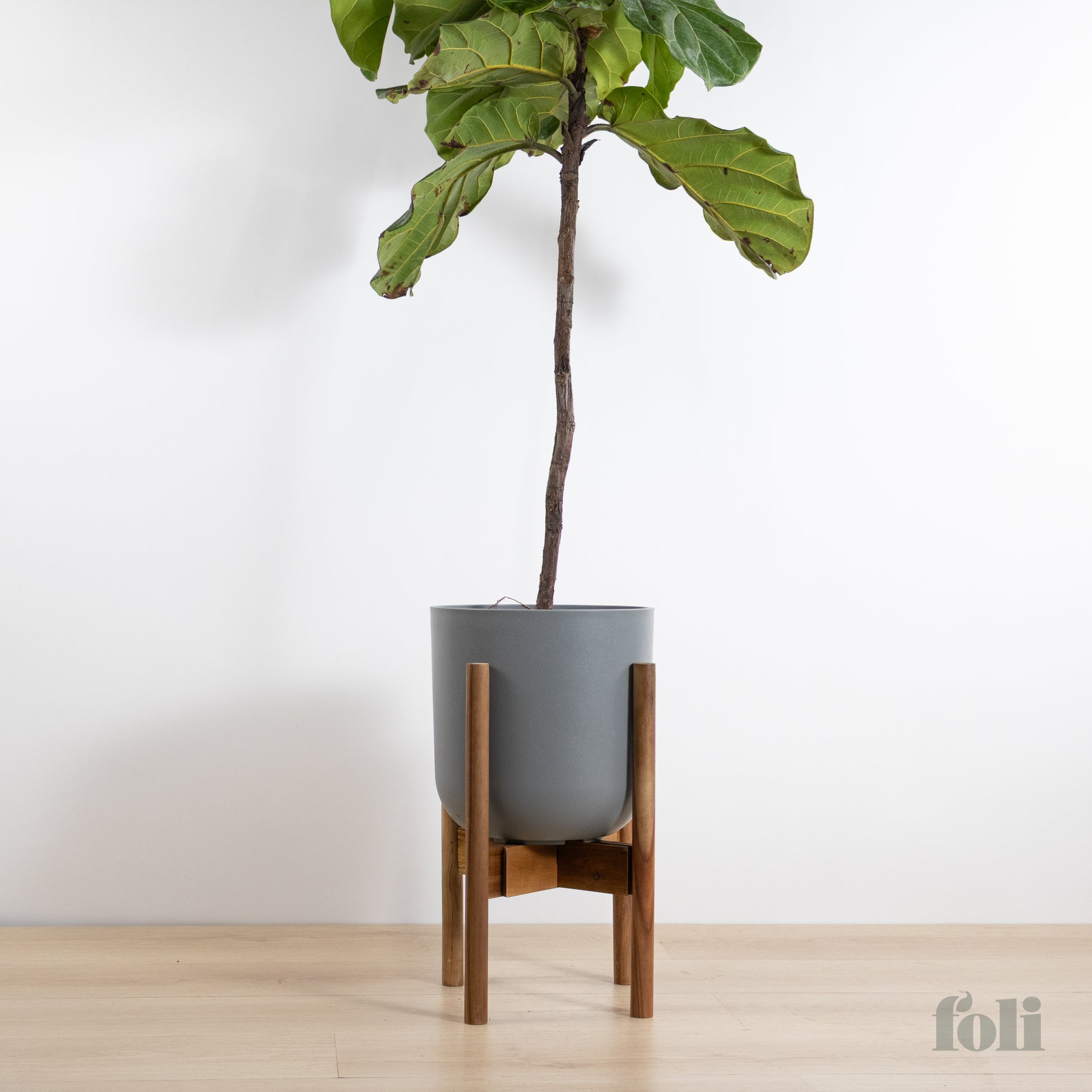 fiddle leaf fig planter size Fiddle Leaf Fig – Foli