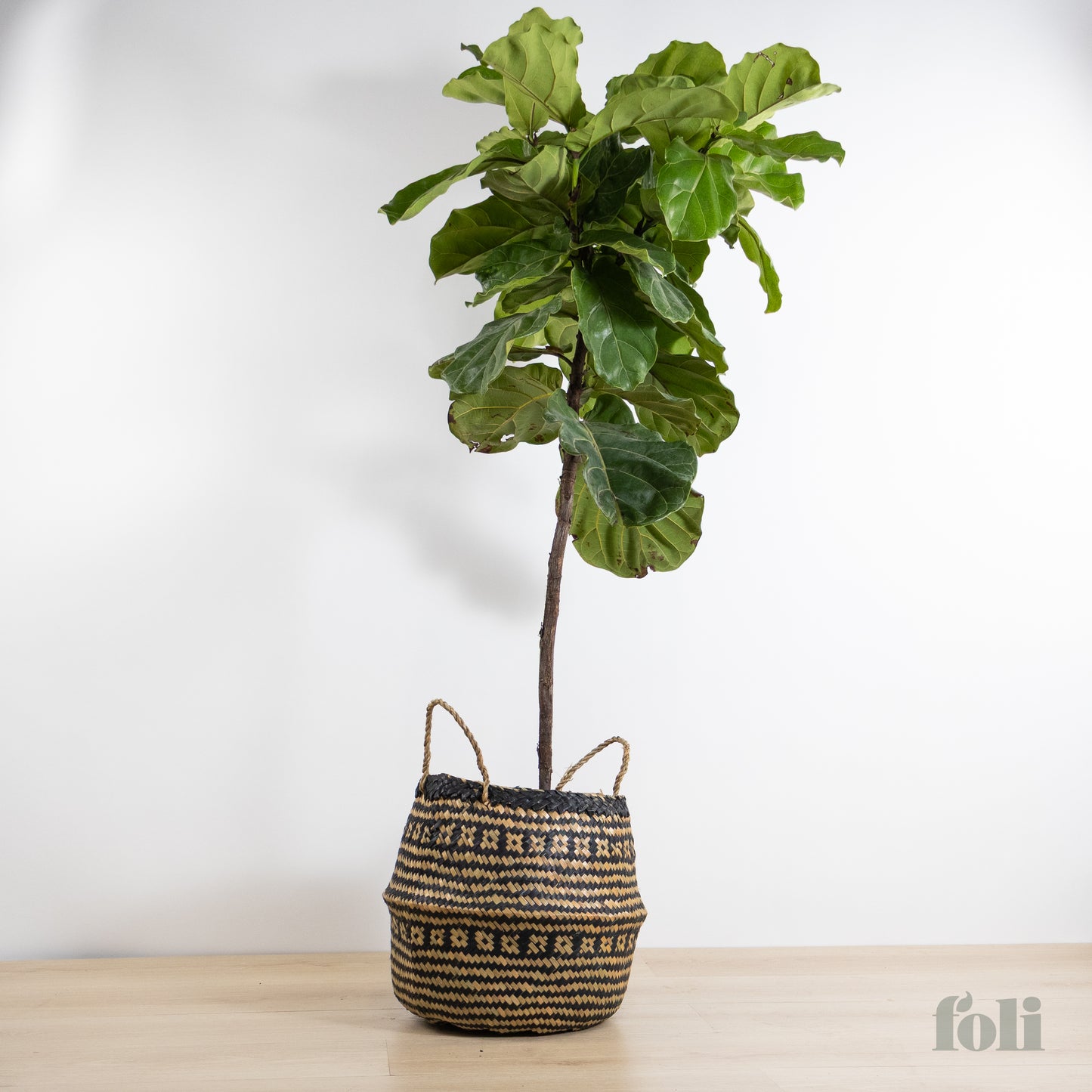 Fiddle Leaf Fig