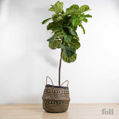 Fiddle Leaf Fig