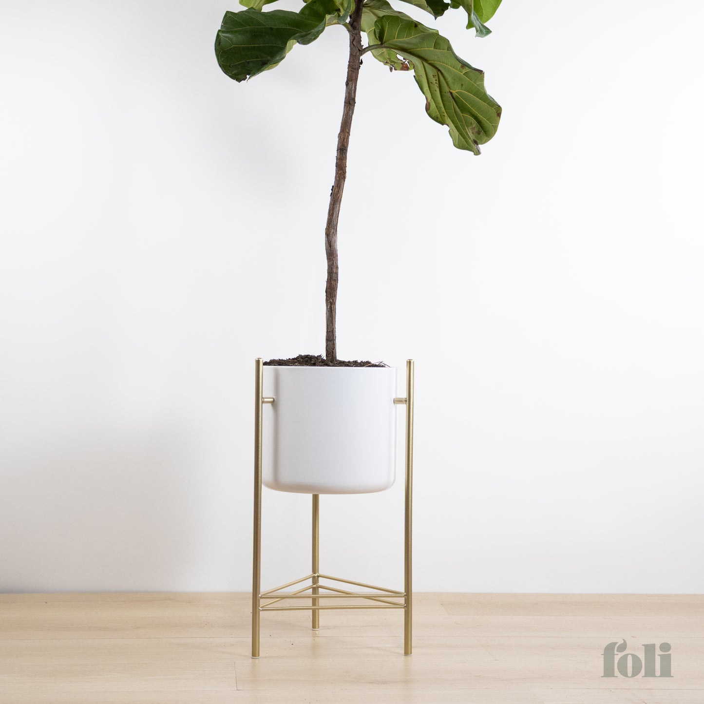 Fiddle Leaf Fig