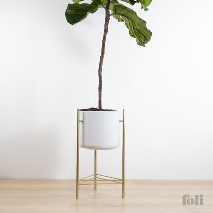 Fiddle Leaf Fig