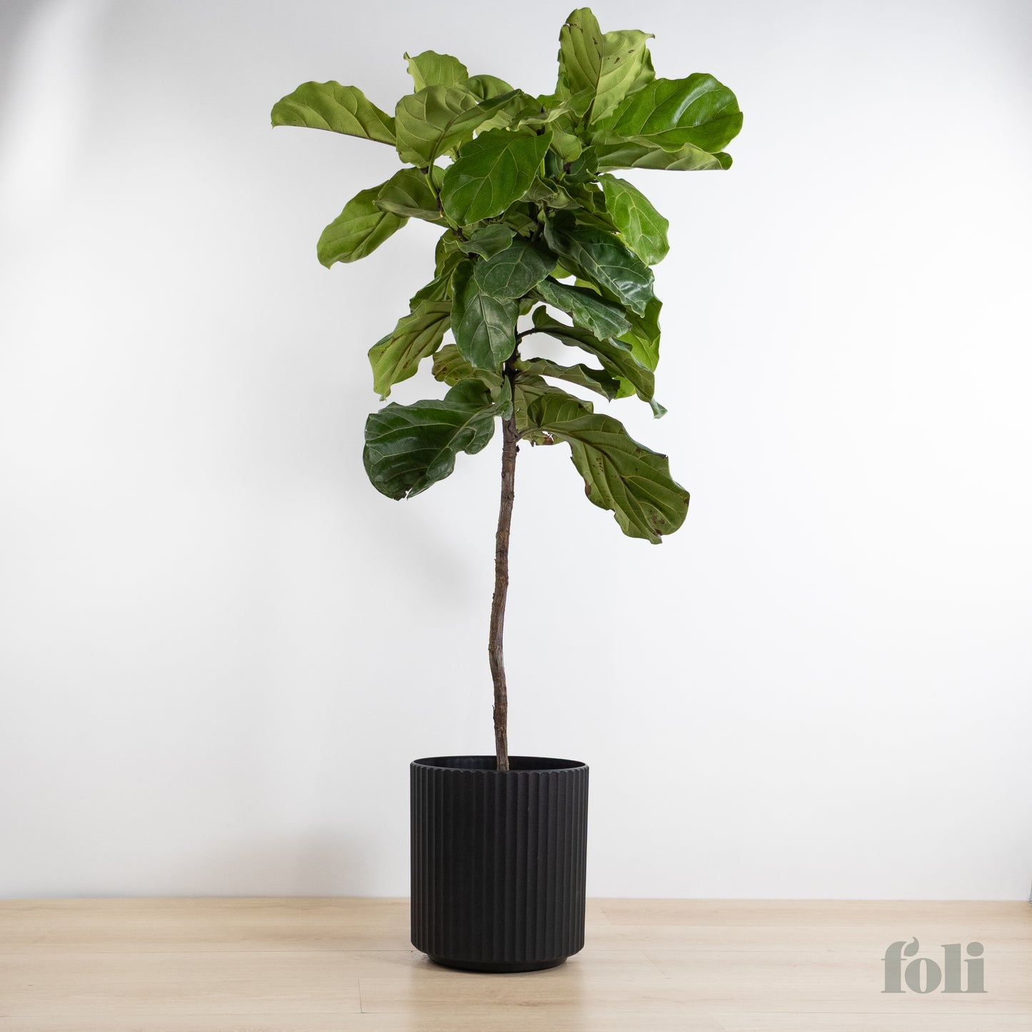 Fiddle Leaf Fig