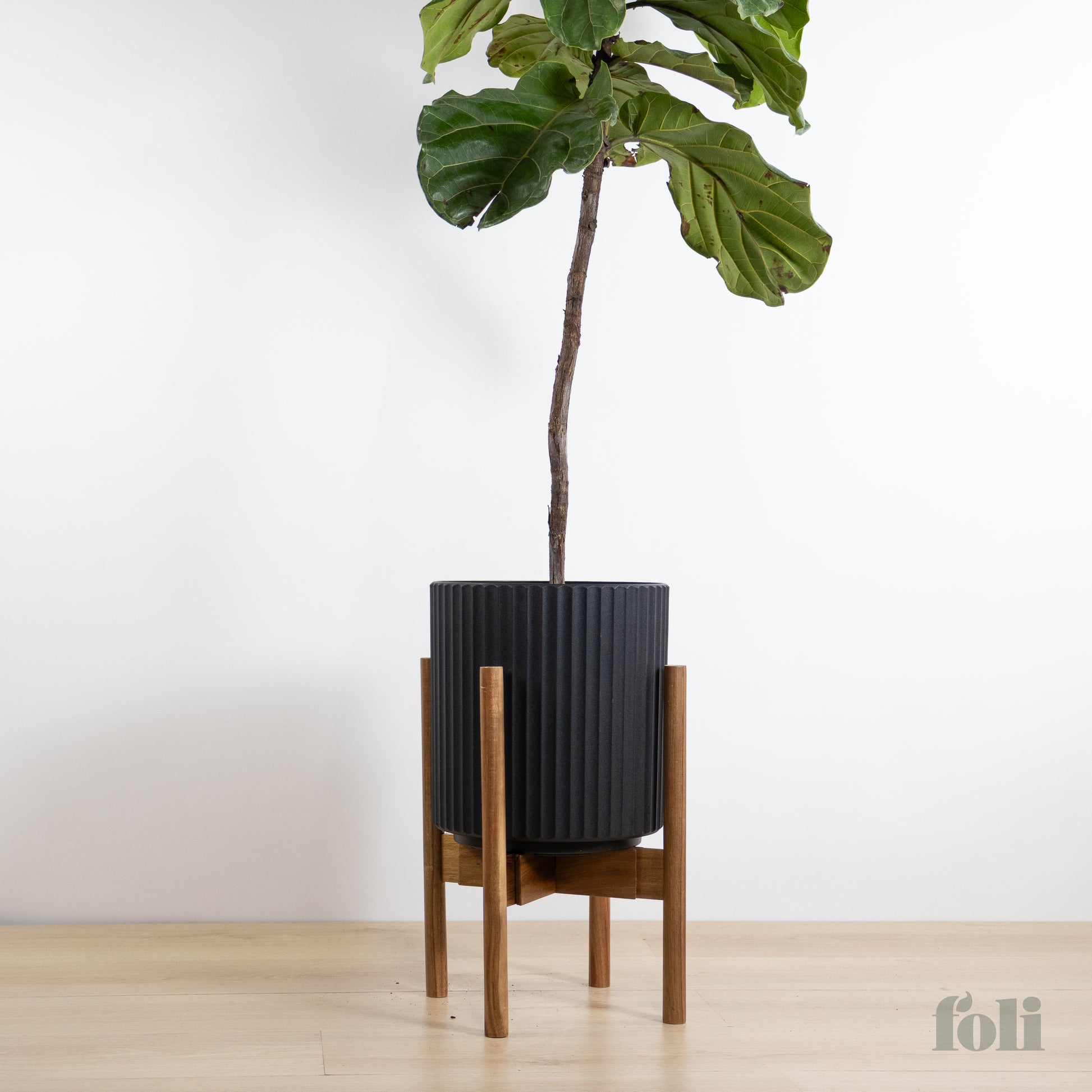 fiddle leaf fig png Fiddle Leaf Fig – Foli