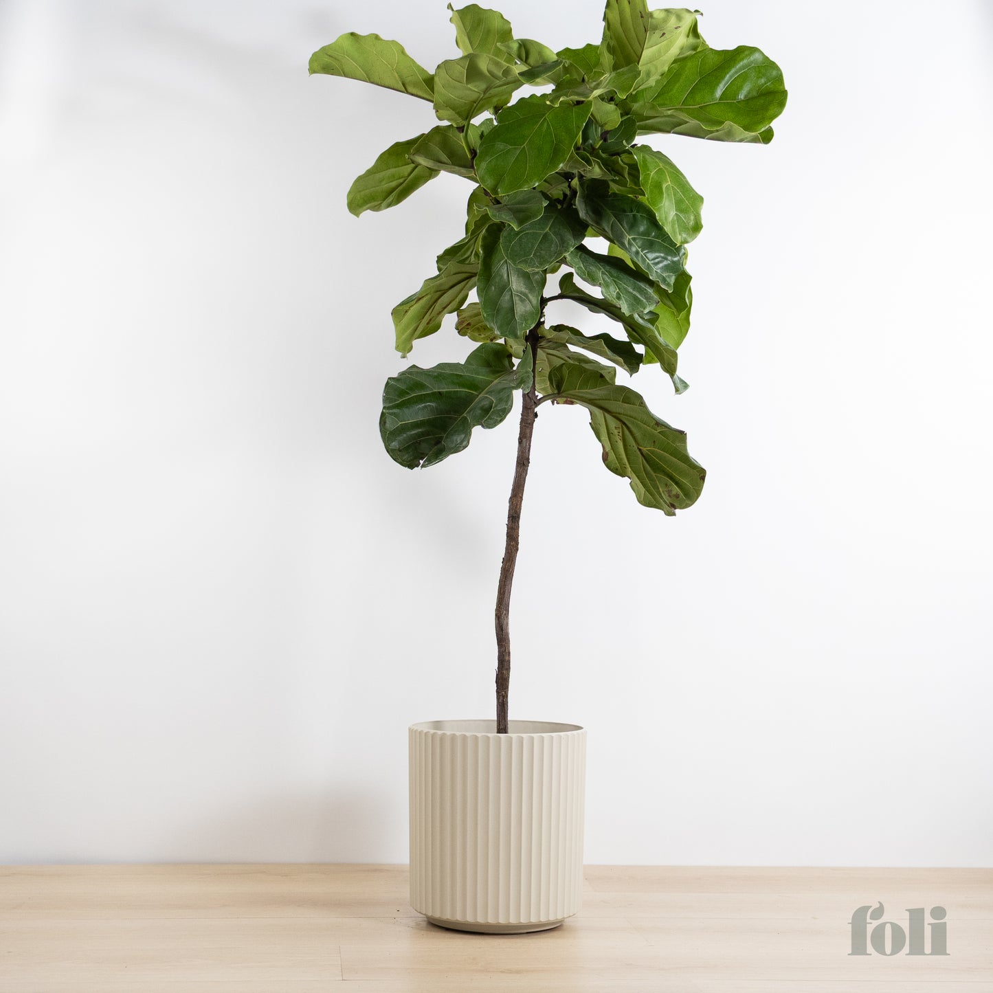 Fiddle Leaf Fig