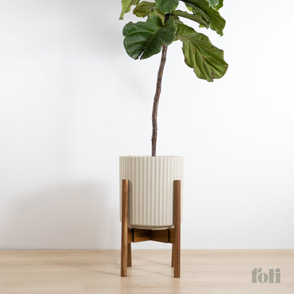 Fiddle Leaf Fig
