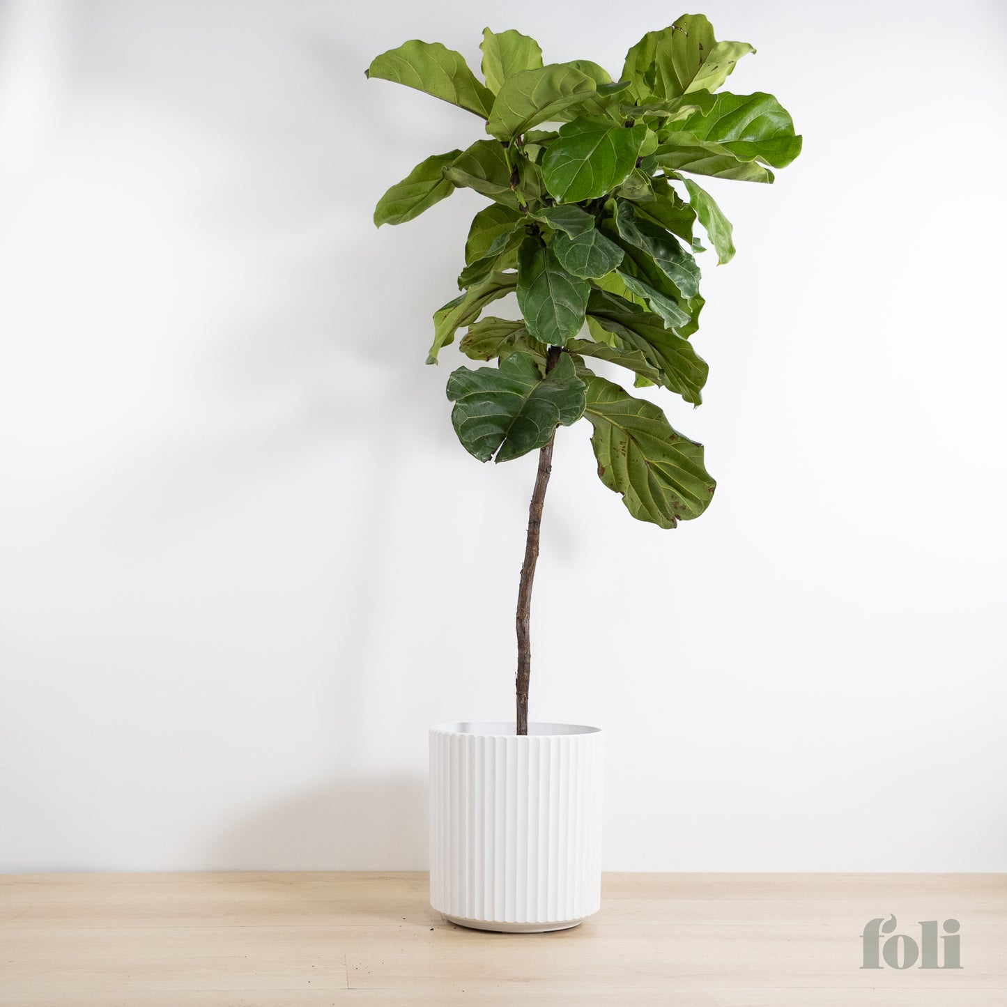 Fiddle Leaf Fig
