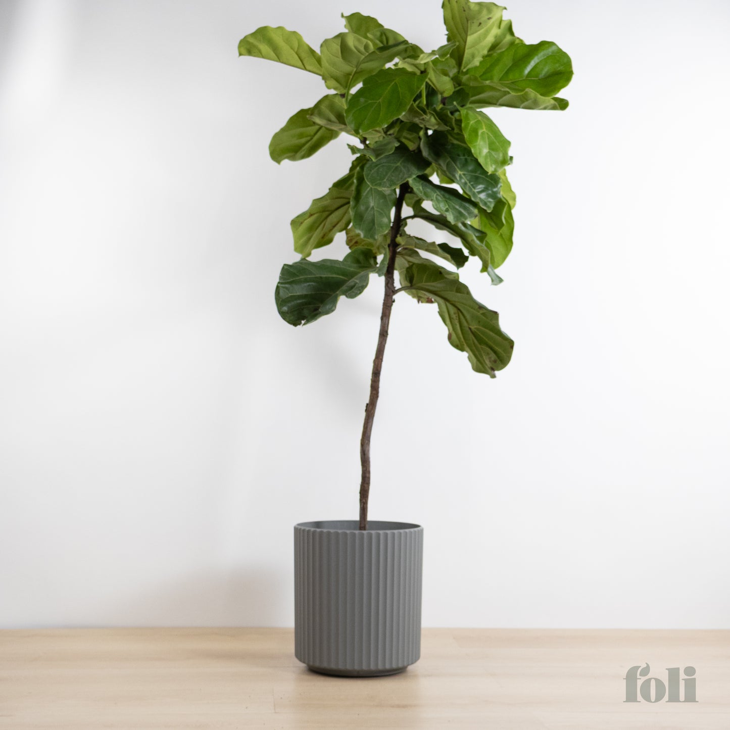 Fiddle Leaf Fig
