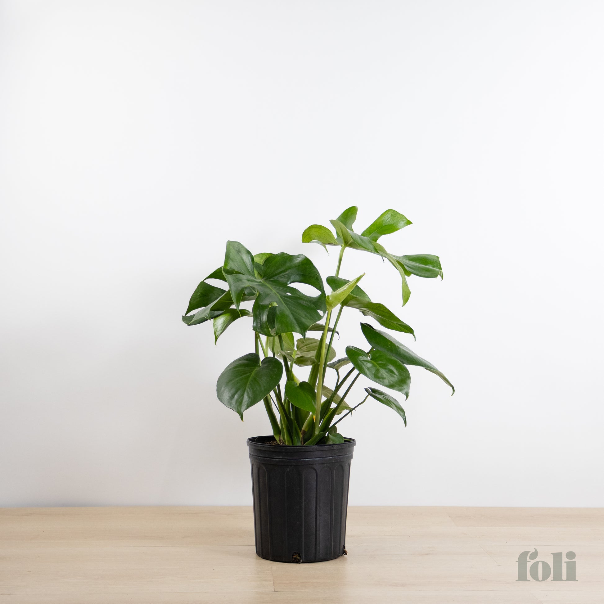 monstera ivy plant Monstera – Foli