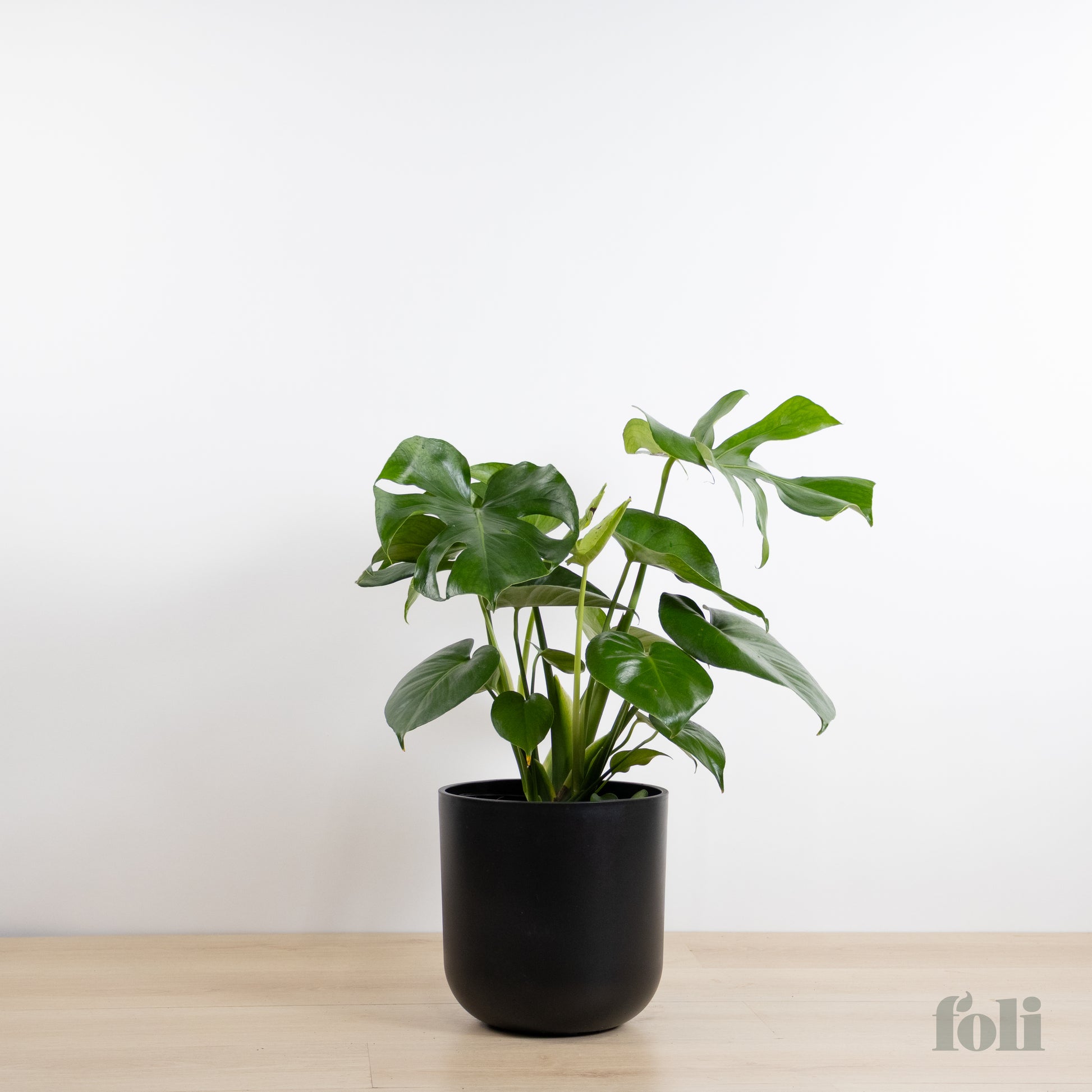 monstera deliciosa black Monstera – Foli