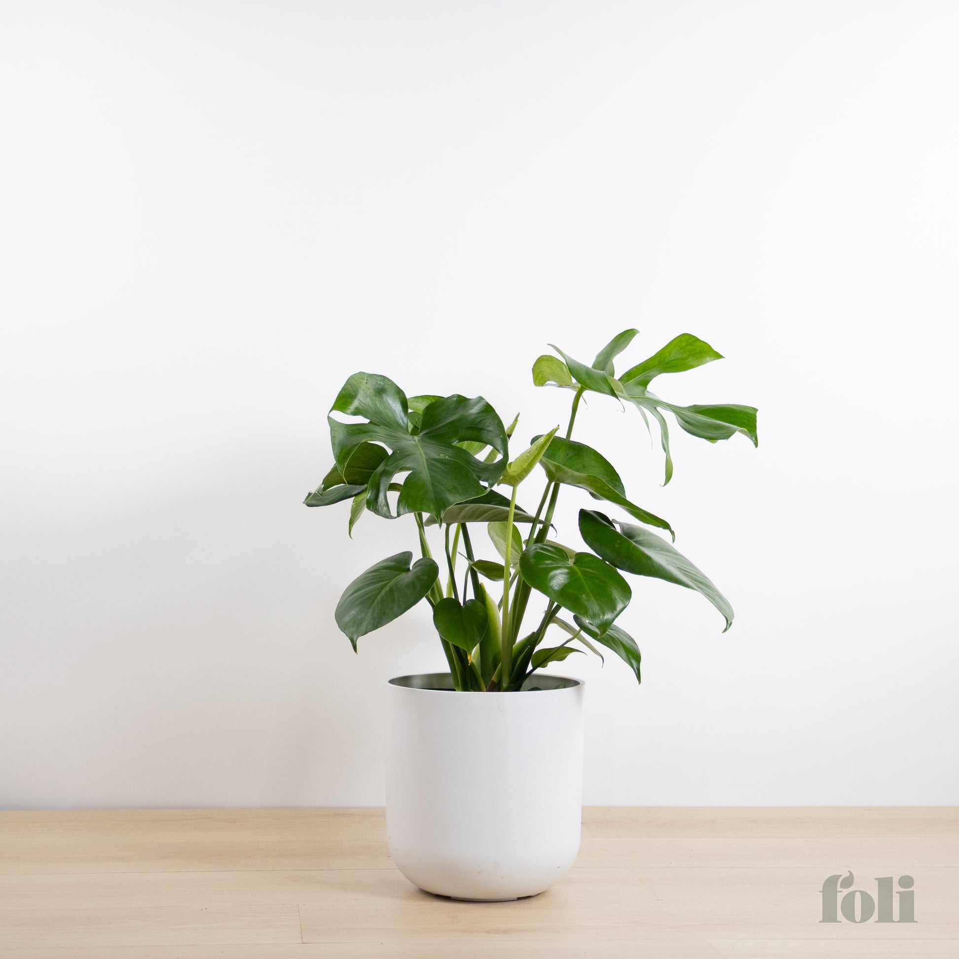 large monstera in water Monstera – Foli