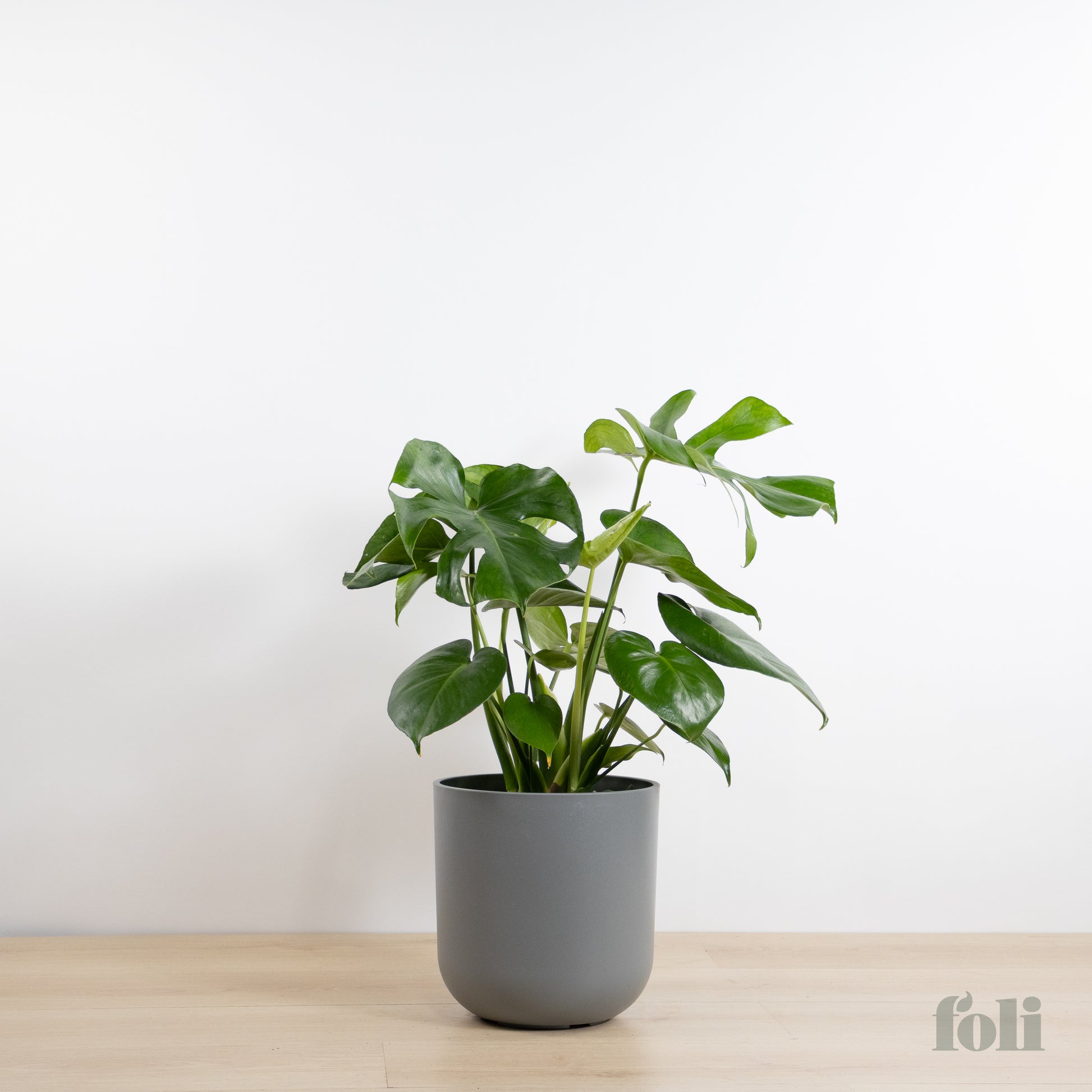 big monstera plant Monstera – Foli