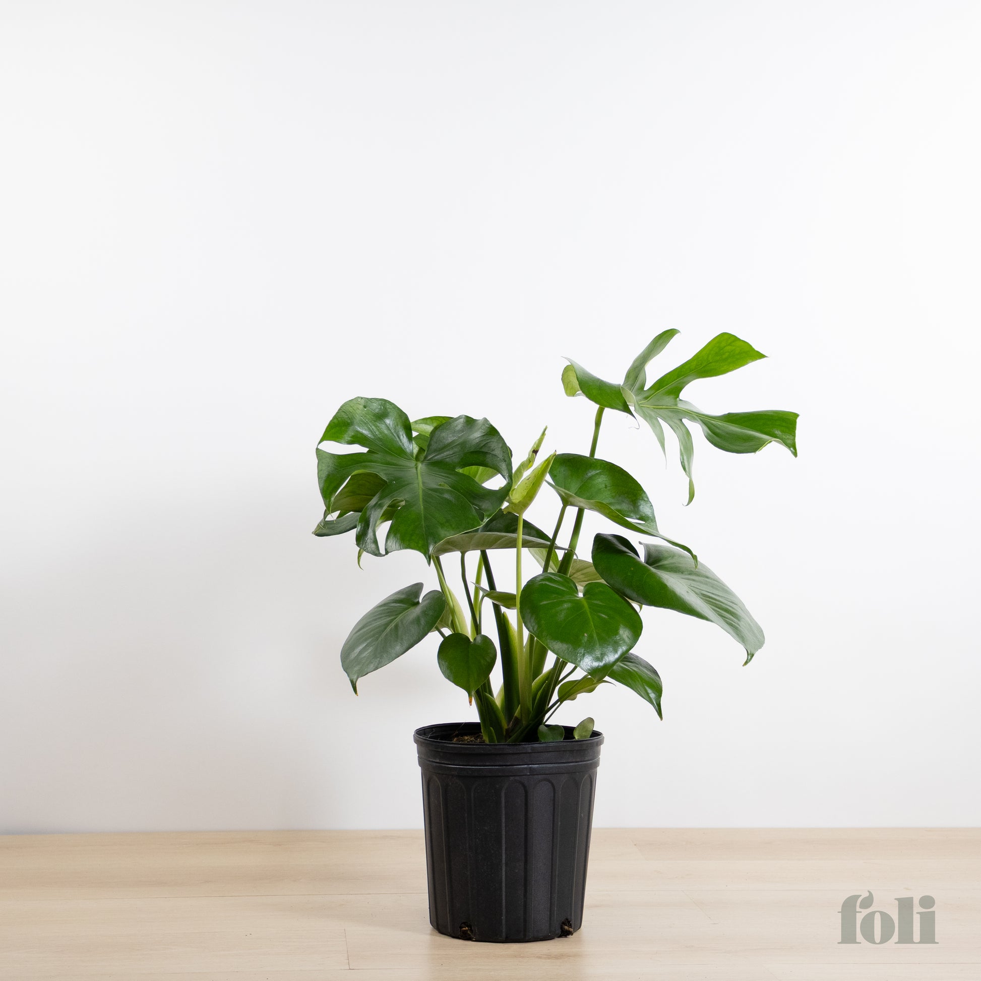10 in monstera Monstera – Foli