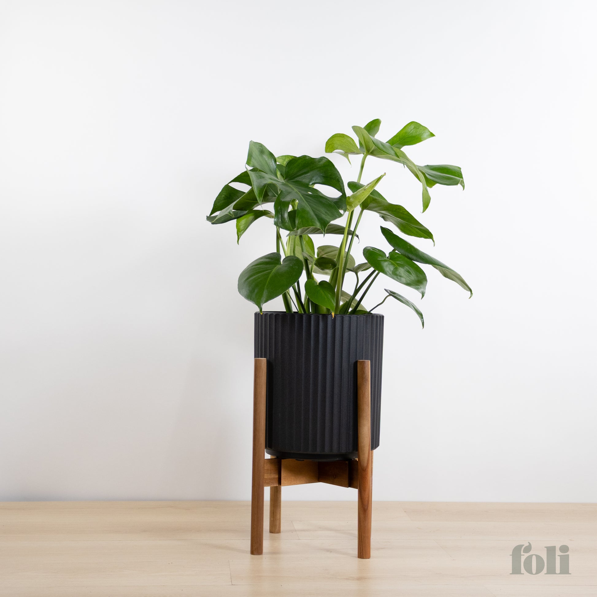 large plant pot for monstera Monstera – Foli