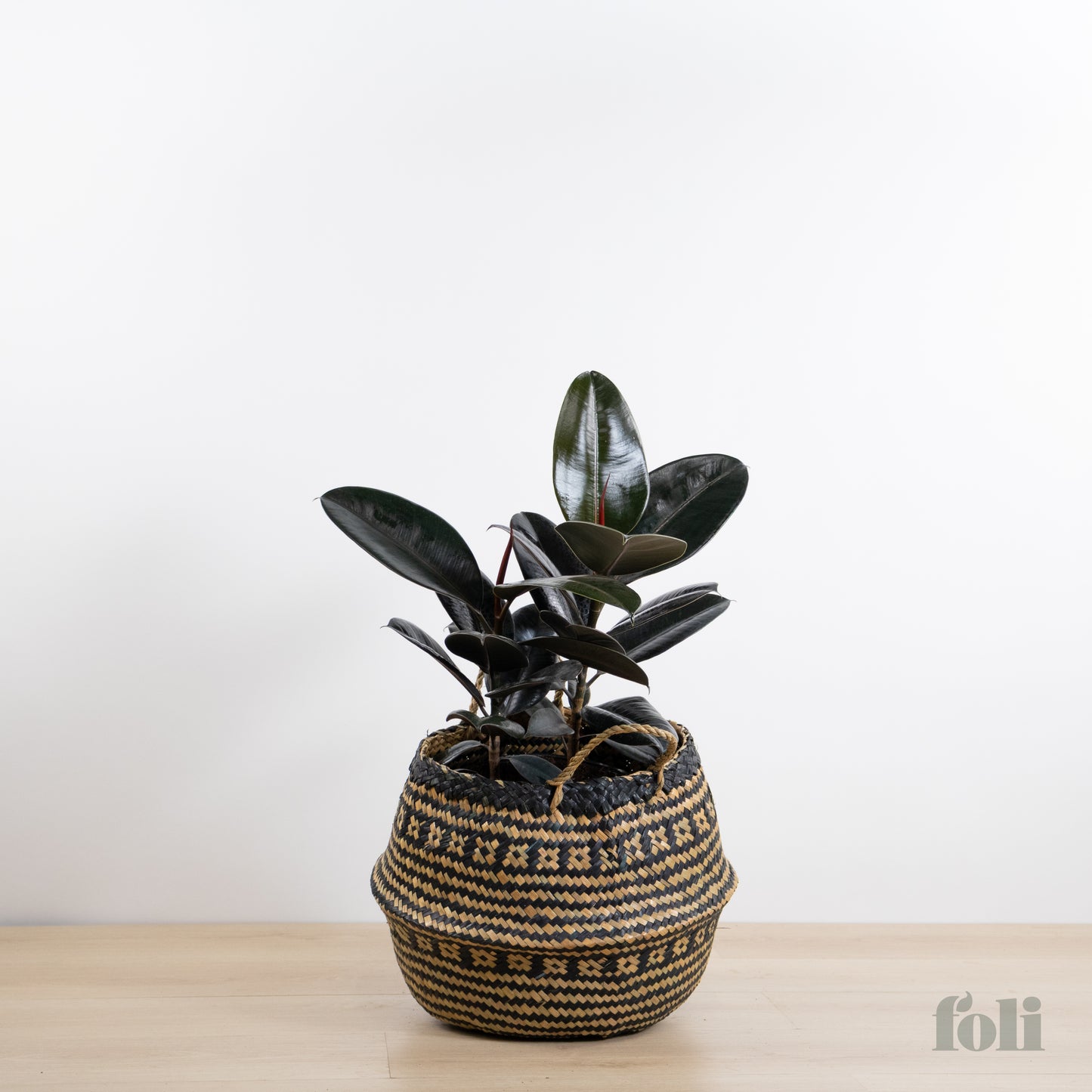 Rubber Tree