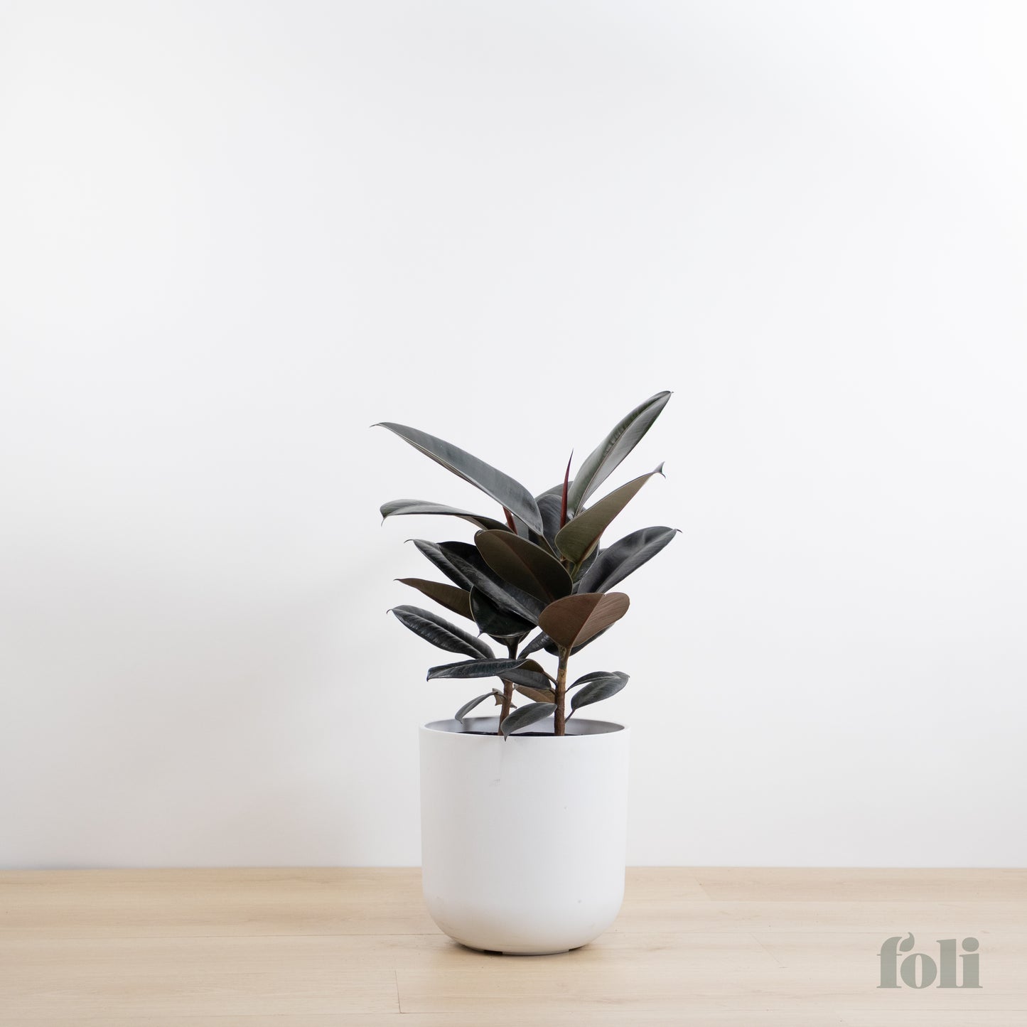 Rubber Tree