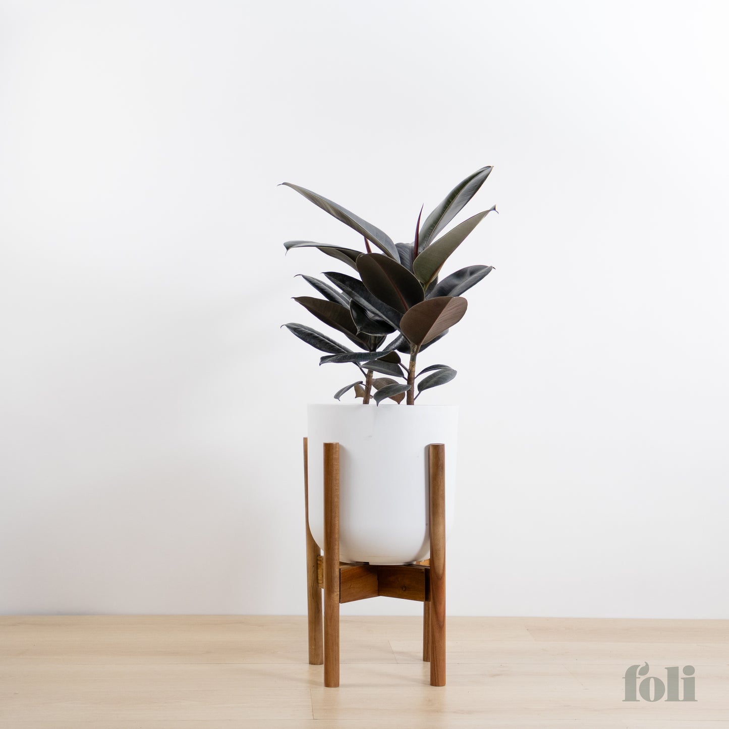 Rubber Tree