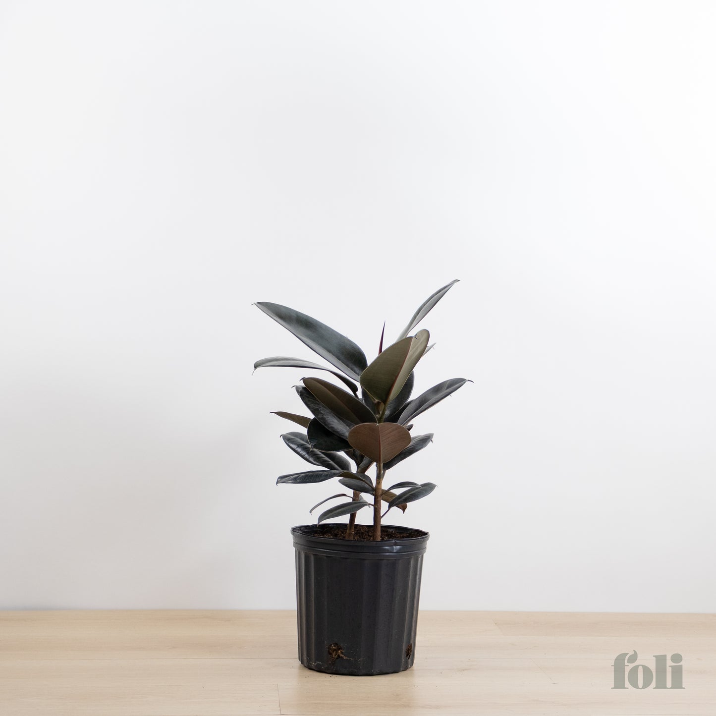 Rubber Tree