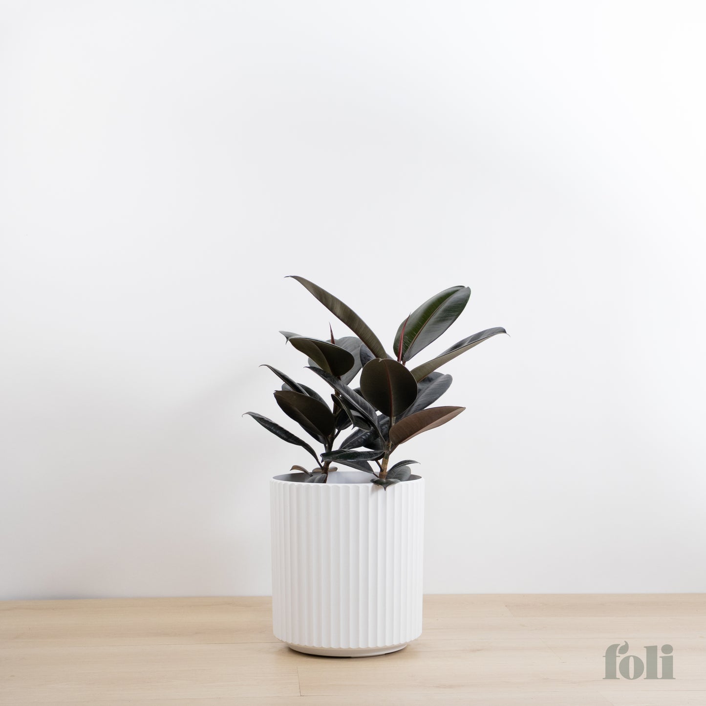 Rubber Tree