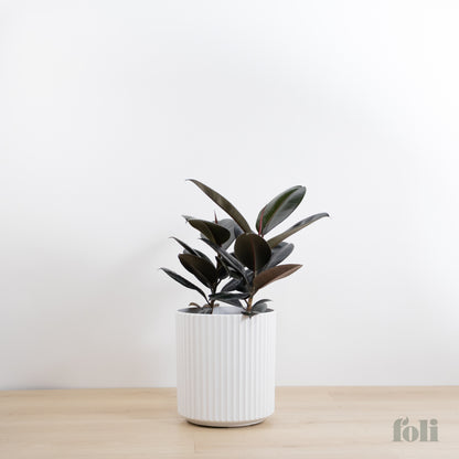 Rubber Tree
