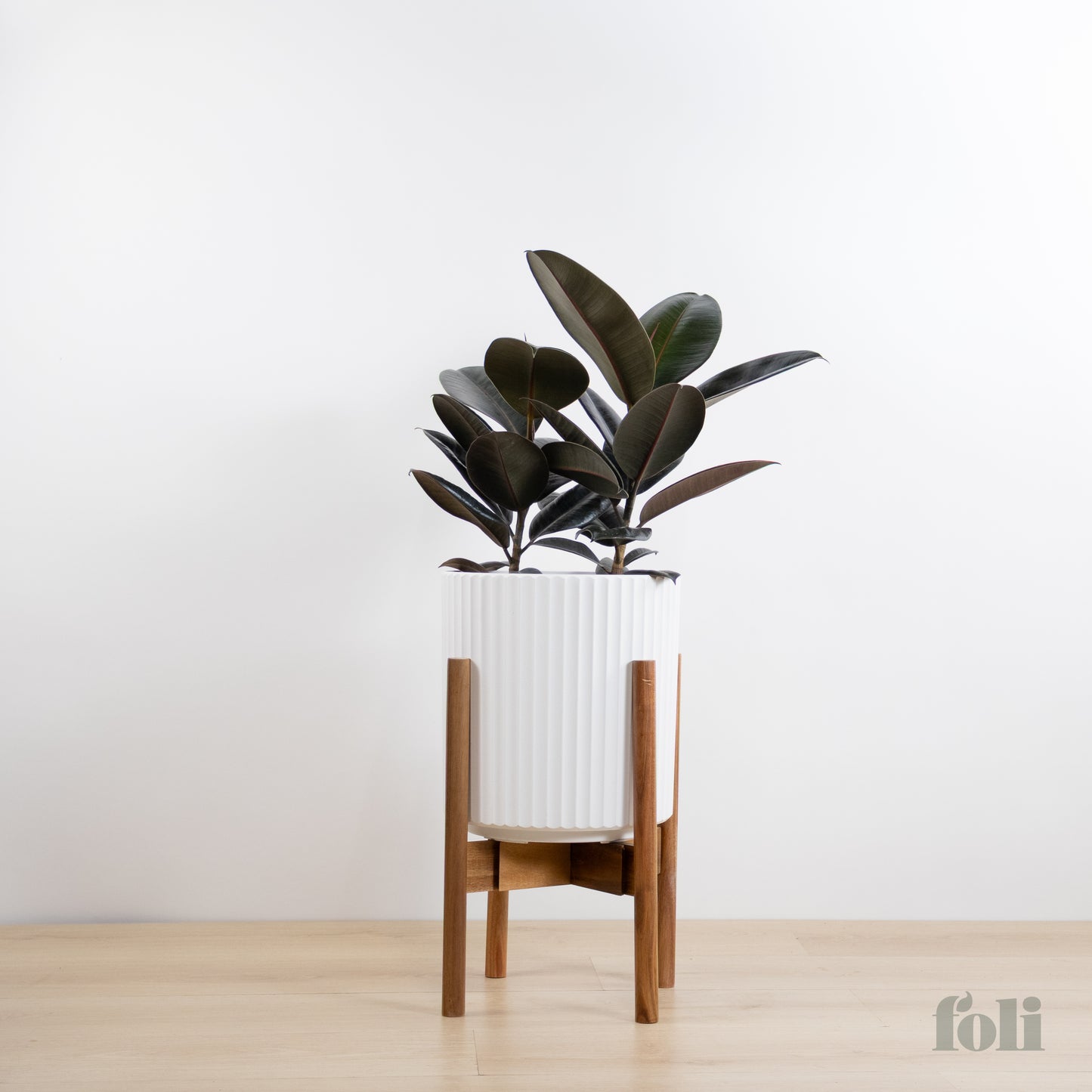 Rubber Tree