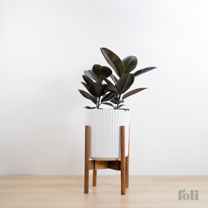 Rubber Tree