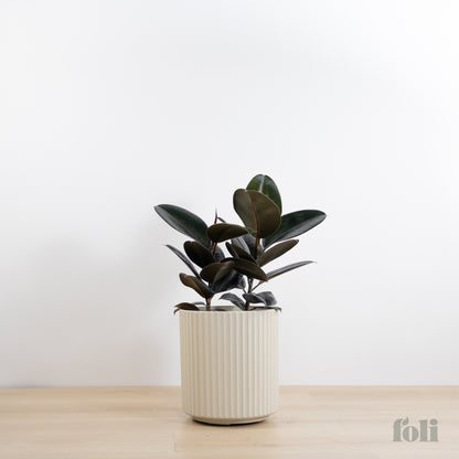 potted rubber tree plant Rubber Tree – Foli