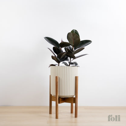 Rubber Tree