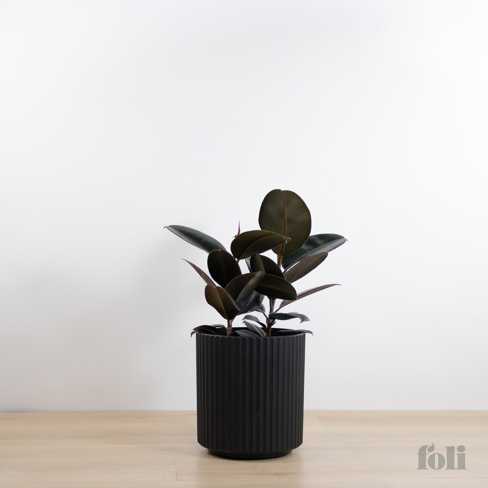 giant rubber tree Rubber Tree – Foli