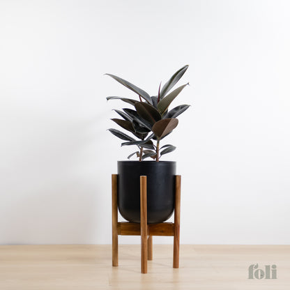Rubber Tree