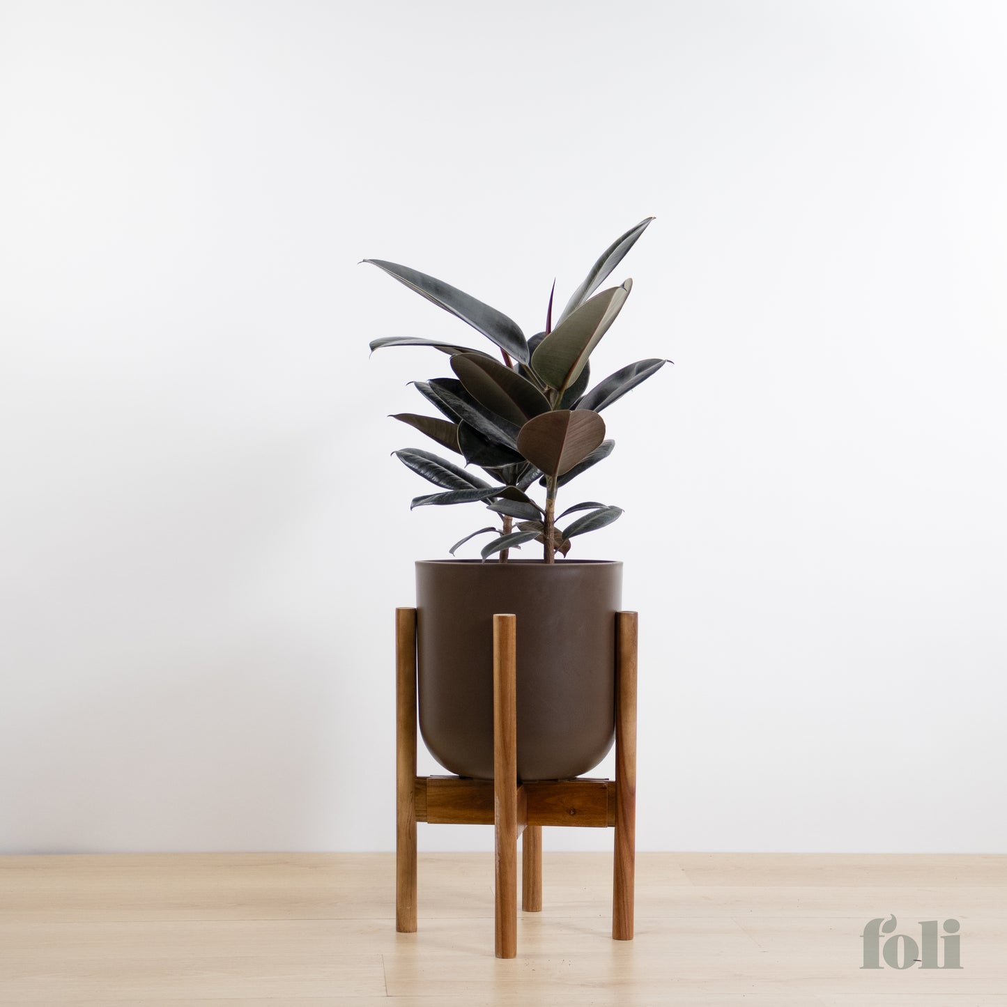 Rubber Tree