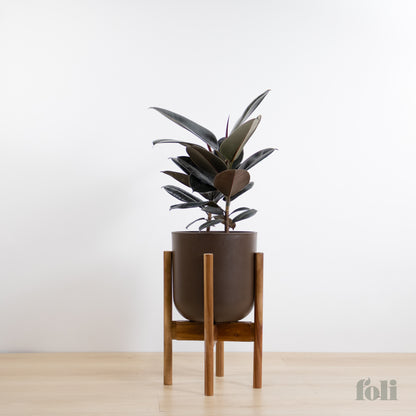 Rubber Tree