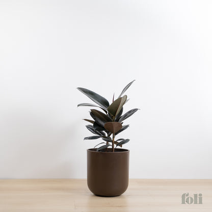 Rubber Tree