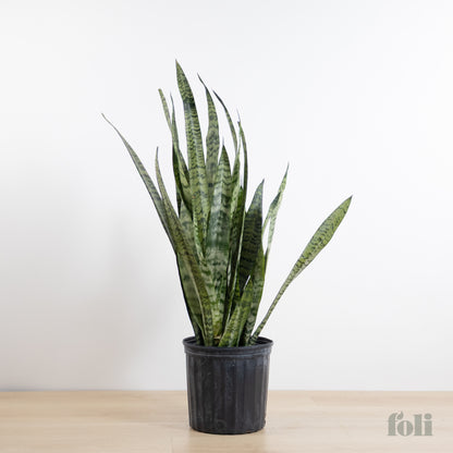 Snake Plant