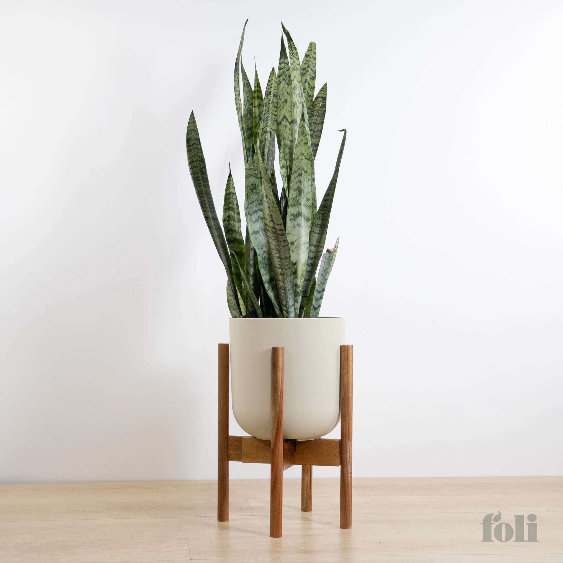 buy snake plant canada Snake Plant – Foli