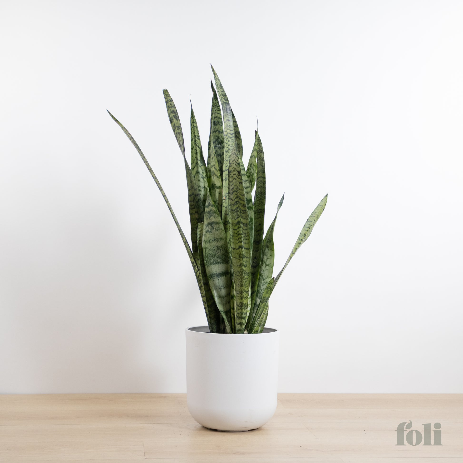 snake plants small Snake Plant – Foli