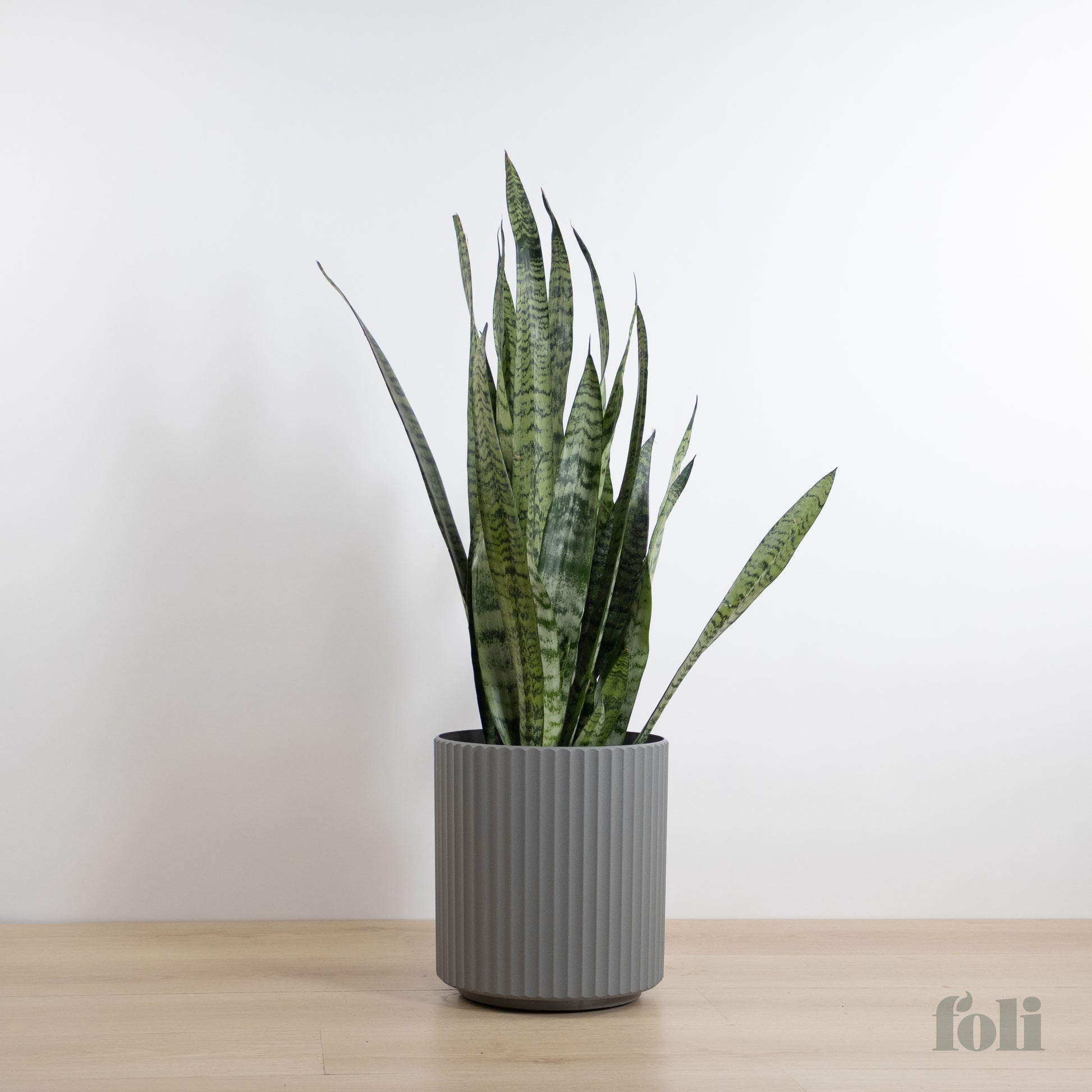 pot for large snake plant Snake Plant – Foli