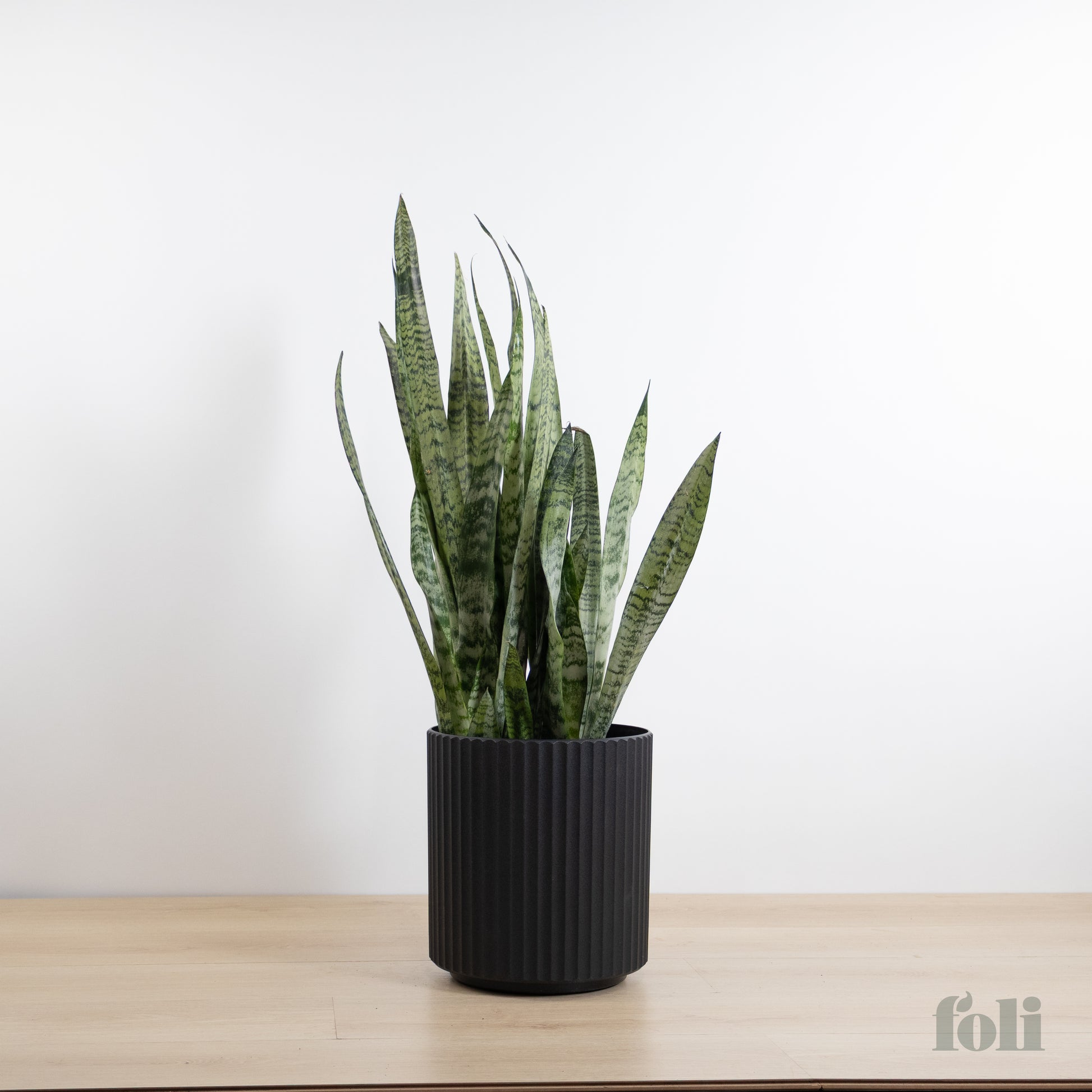are snake plants indoor or outdoor Snake Plant – Foli