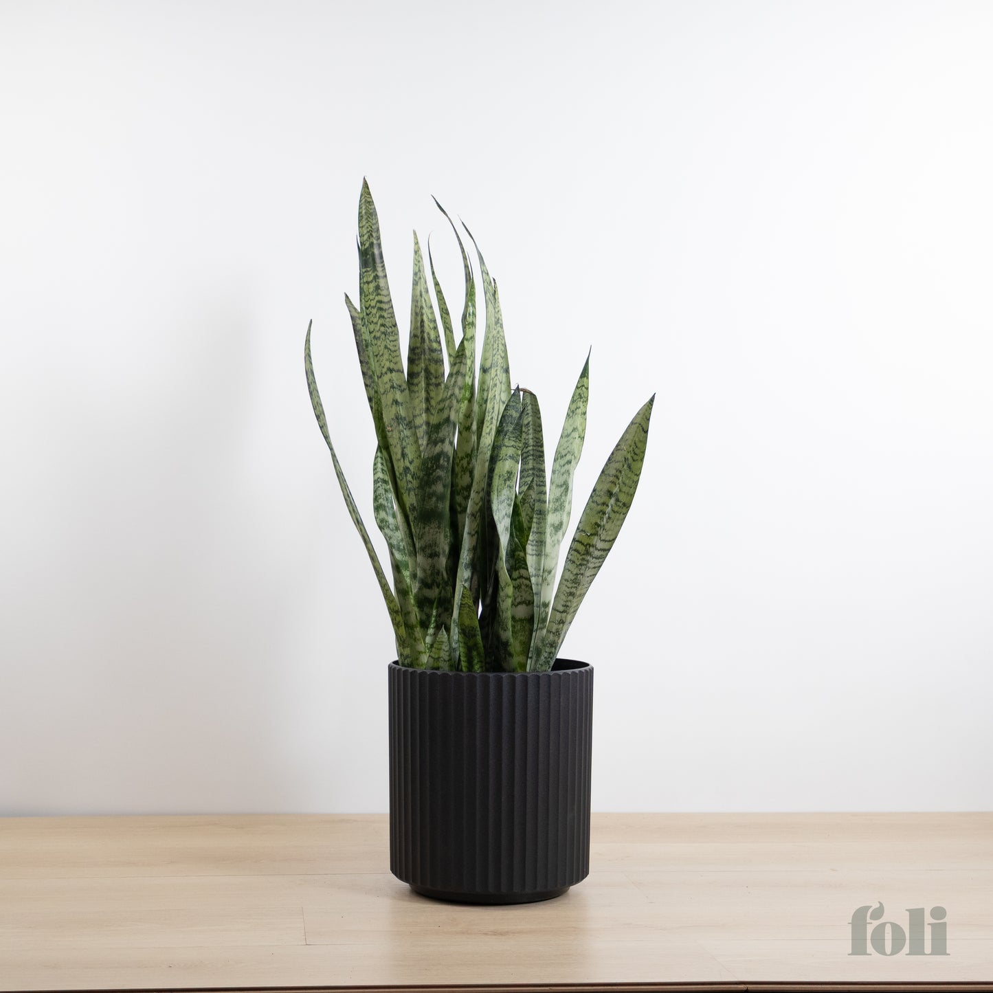 Snake Plant