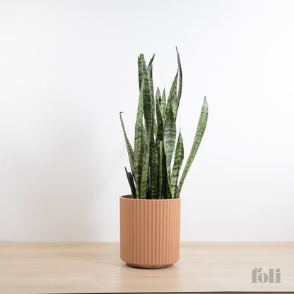 Snake Plant